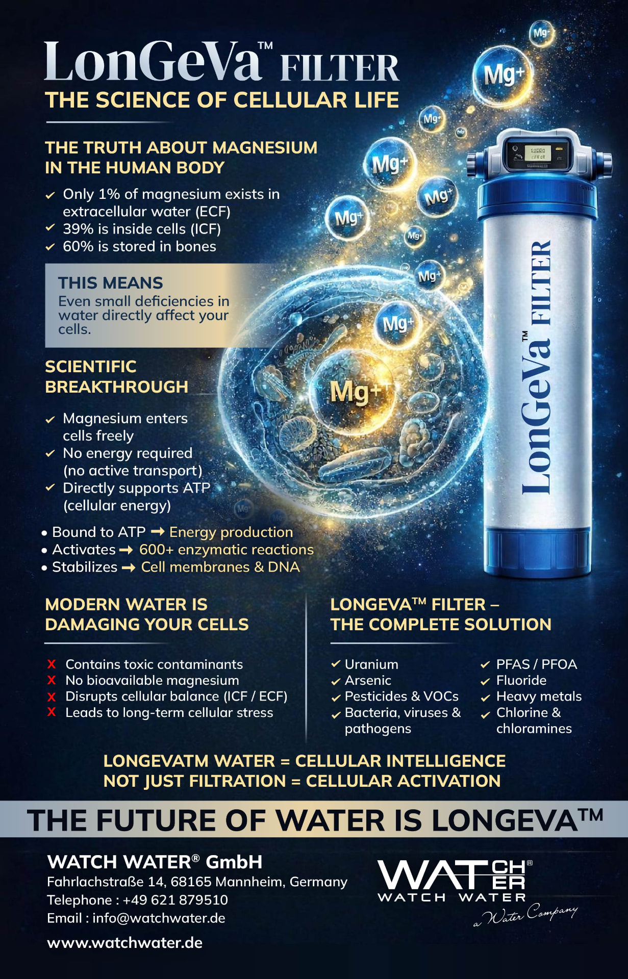 Magnesium Distribution in the Body
